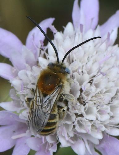 Réf. 232 896 : Tetraloniella strigata